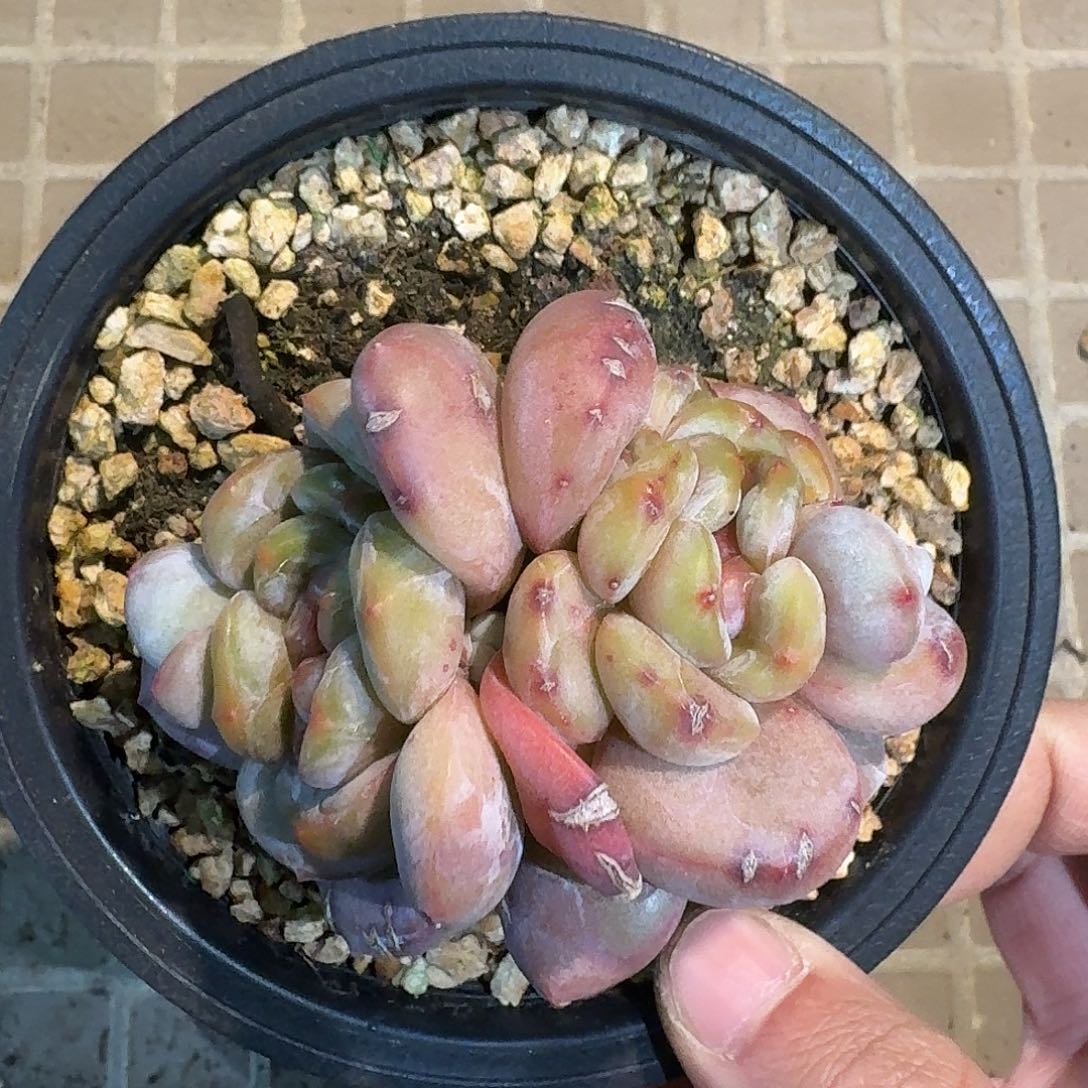 星颖糖心88888888888