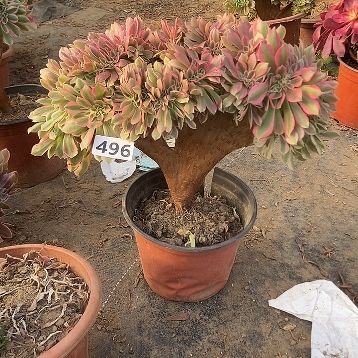 496粉女巫老庄缀化老板子