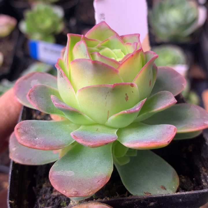 小***宝一物一拍100会员天使之翼1