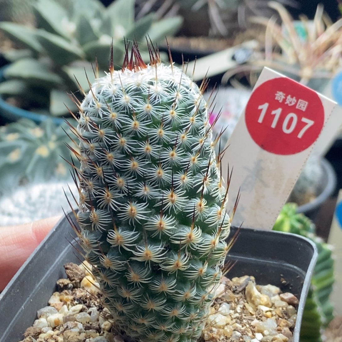 实生幸福丸一颗仙人球3.5cm