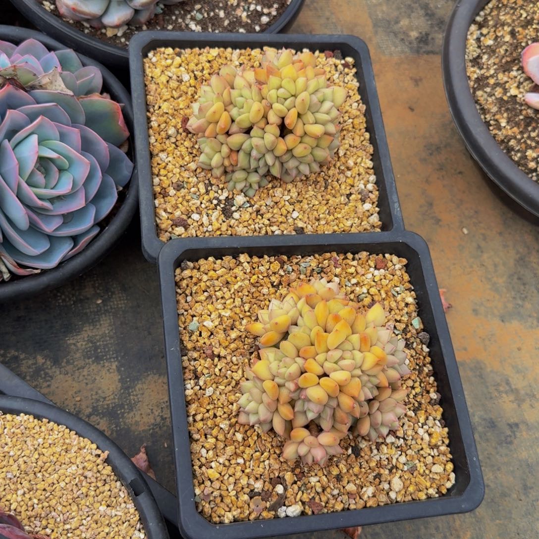 布***羊11-148两颗象牙福利不包损