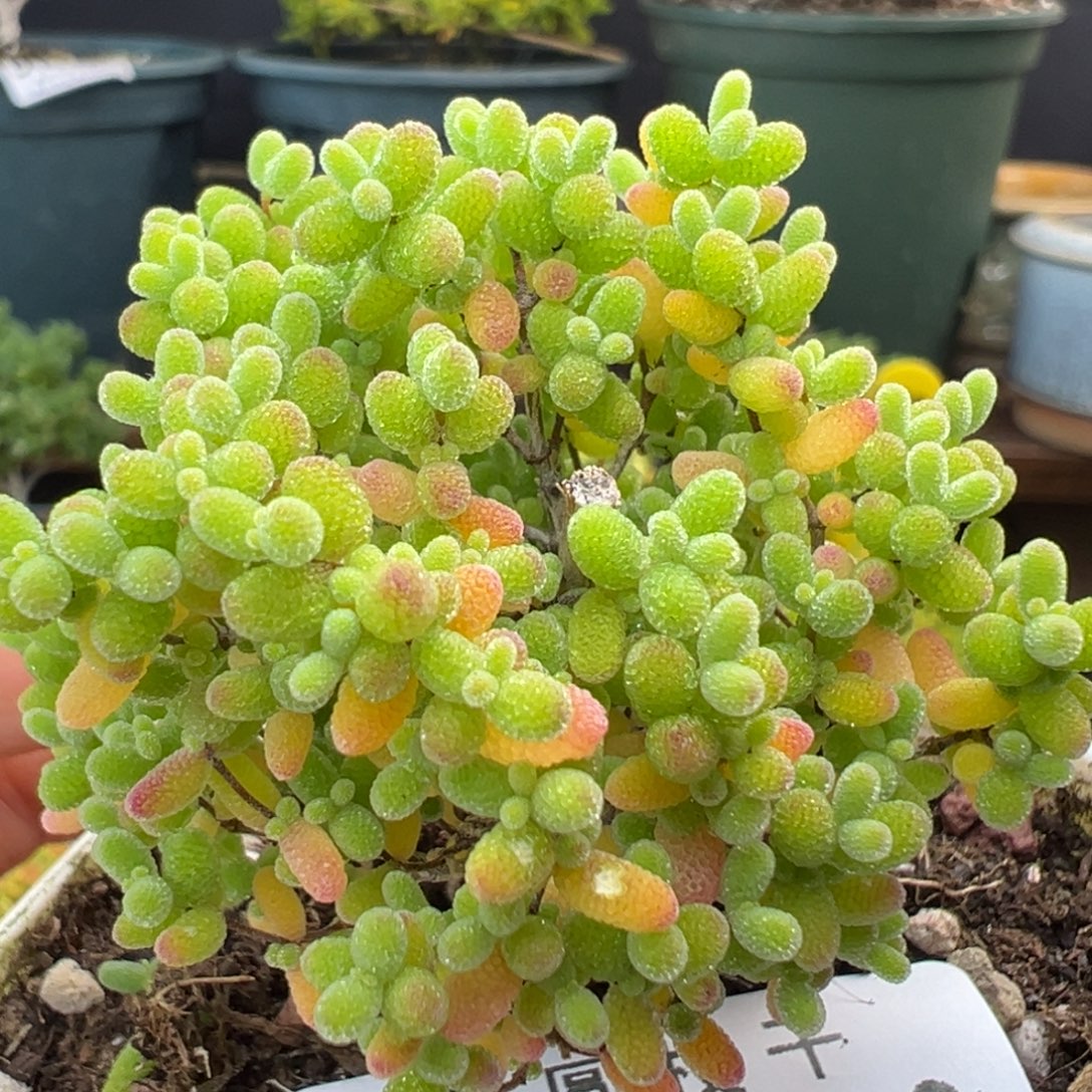 dy3470精控小蜜橘冠幅5cm