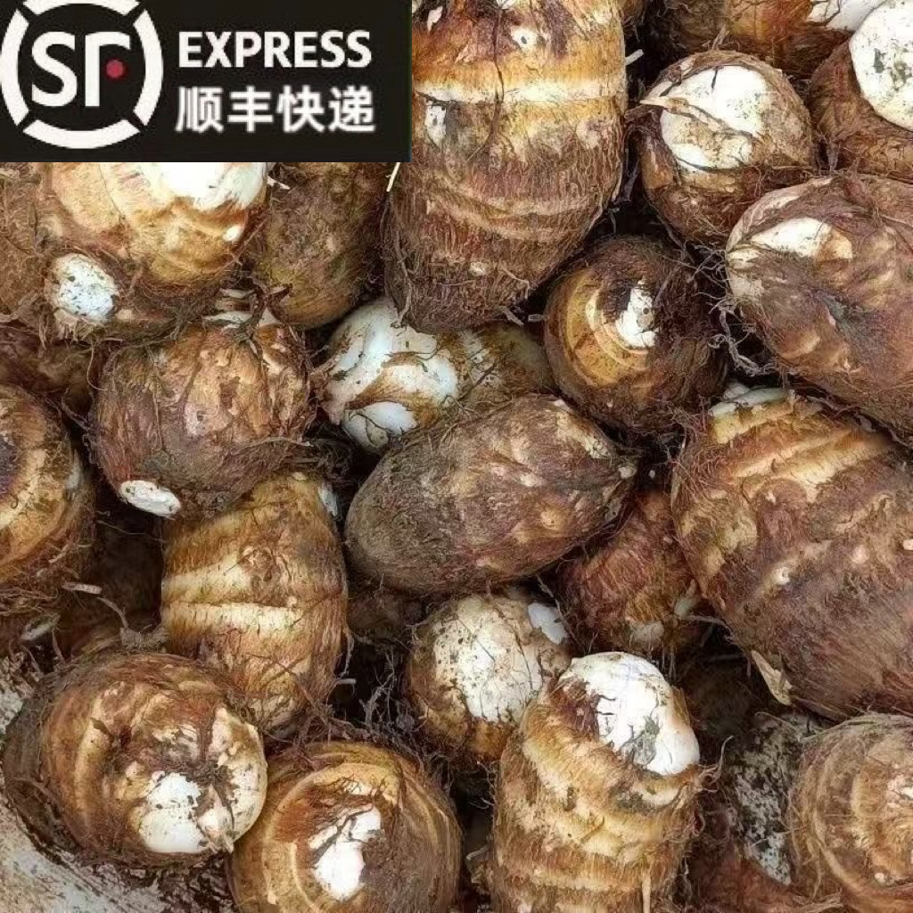 顺丰包邮 溆浦本地新鲜牛奶小芋头软糯粉香现挖当季蔬菜