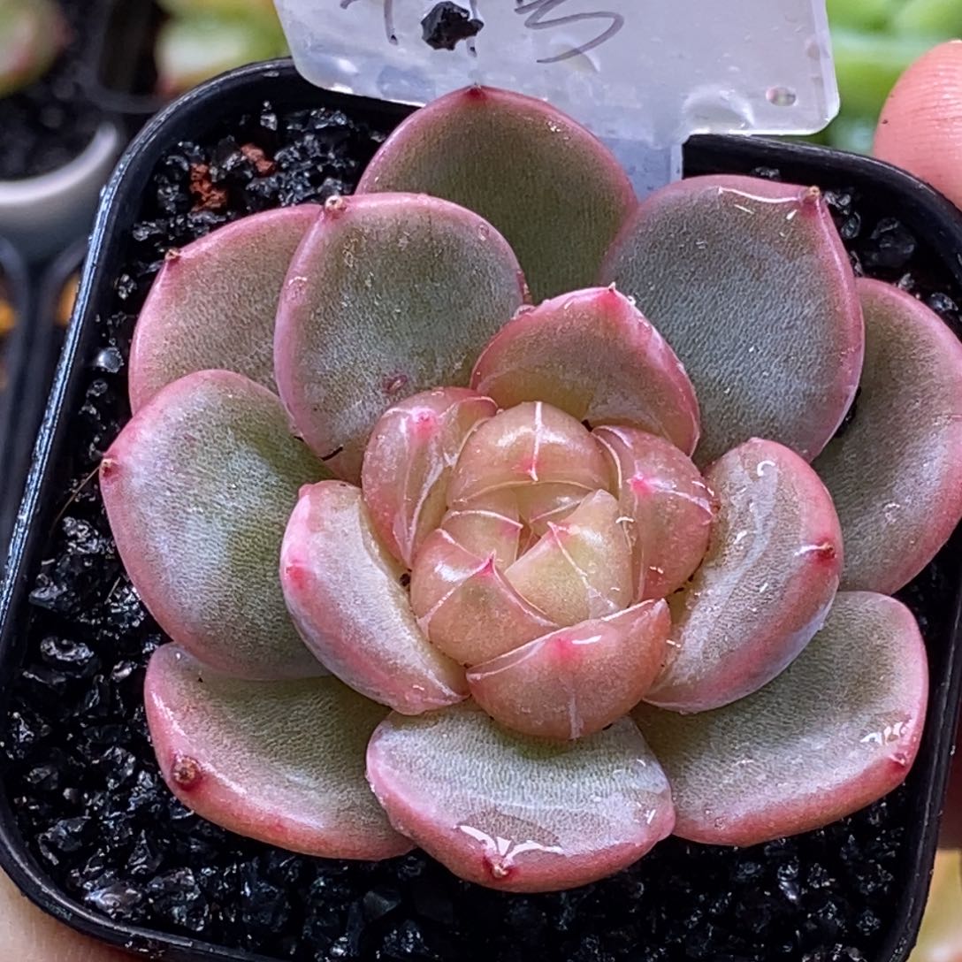 天官赐福百无禁忌