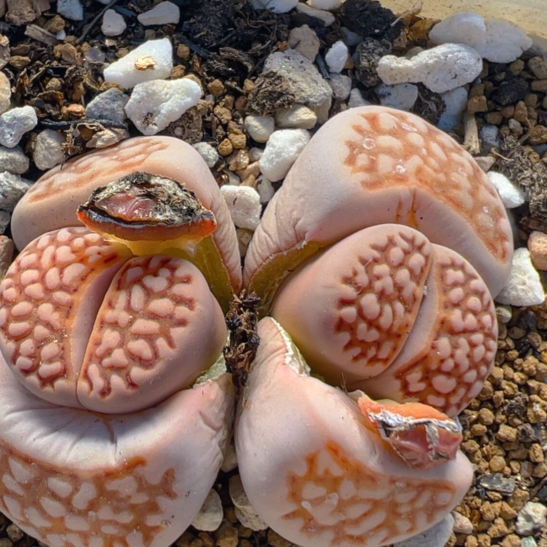 161多肉植物百科知识