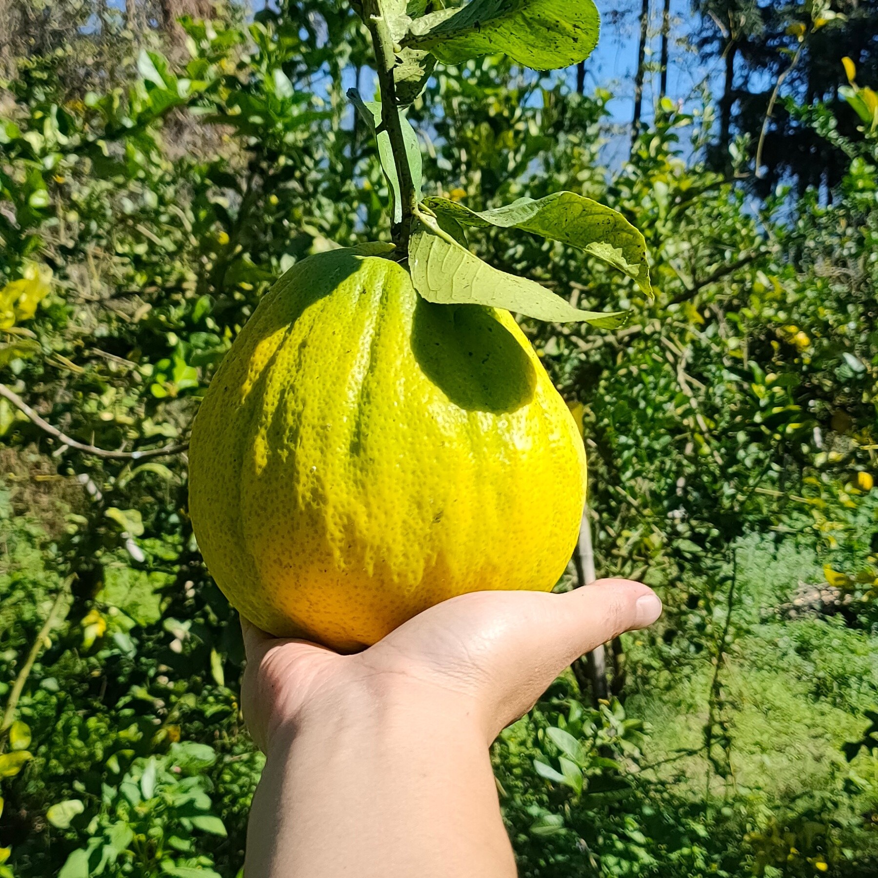 【黄果】新鲜香橼果闻香观赏云南高山自栽新果贡果观赏闻香水培食用