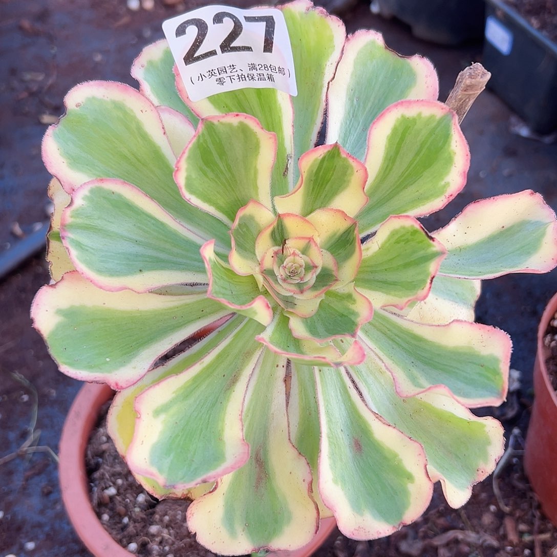 燕姿227多肉植物多肉植物