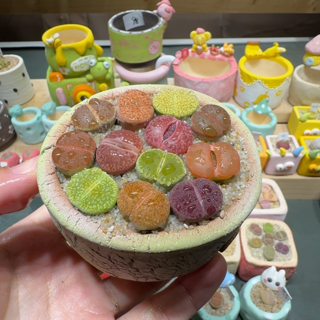 红陶蘑菇483彩拼