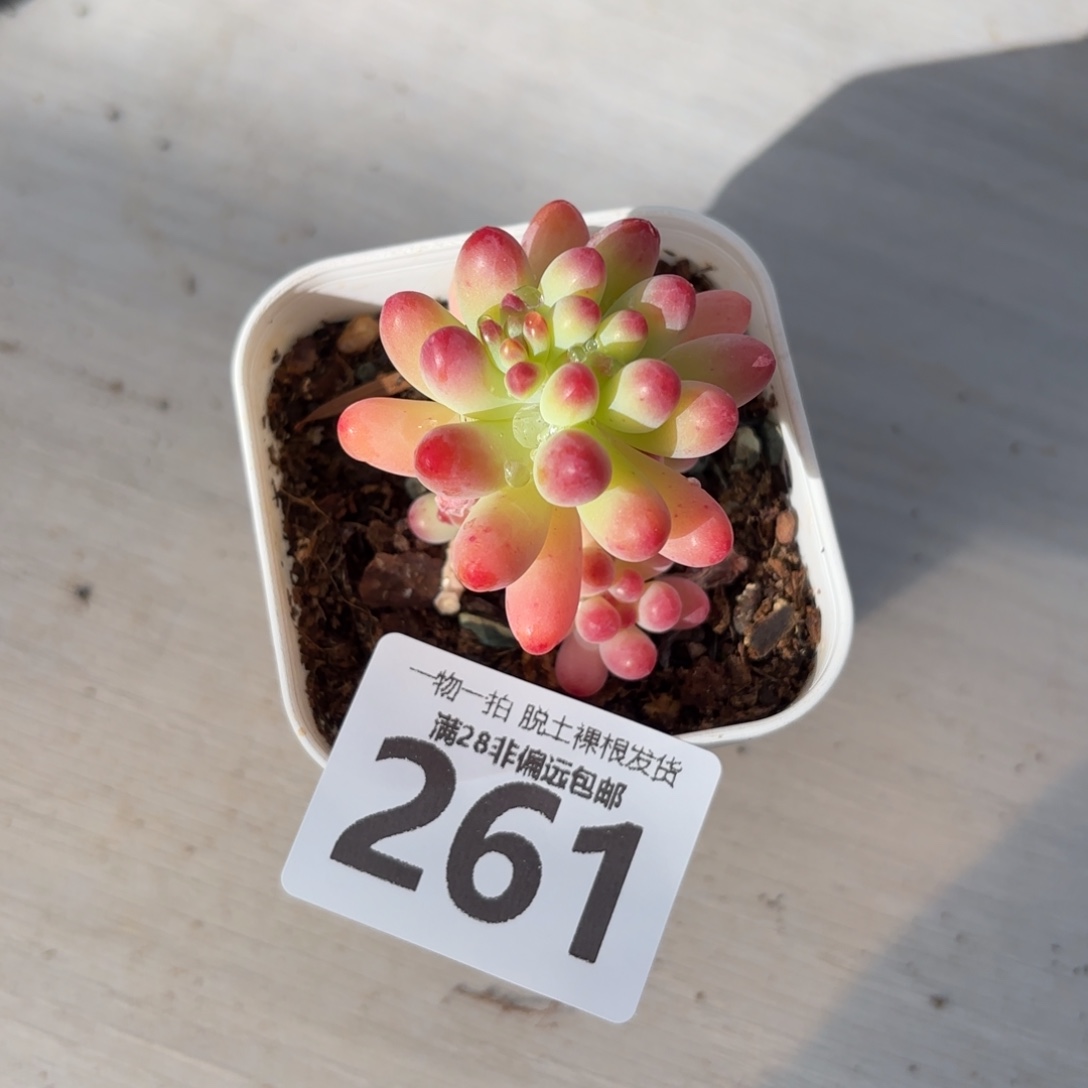 果冻乙女心无盆土发货