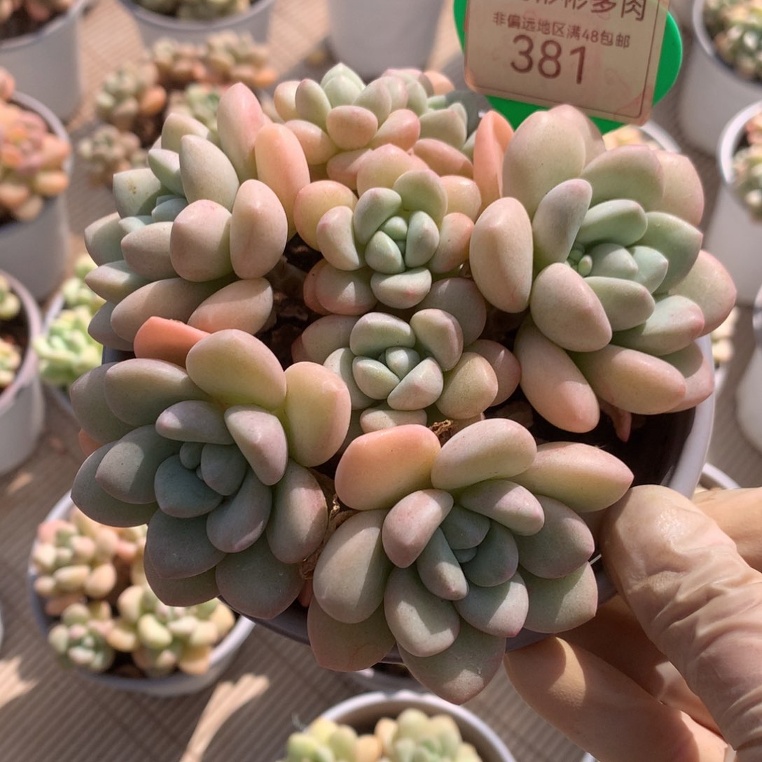 泡泡糖老桩无砍平头381