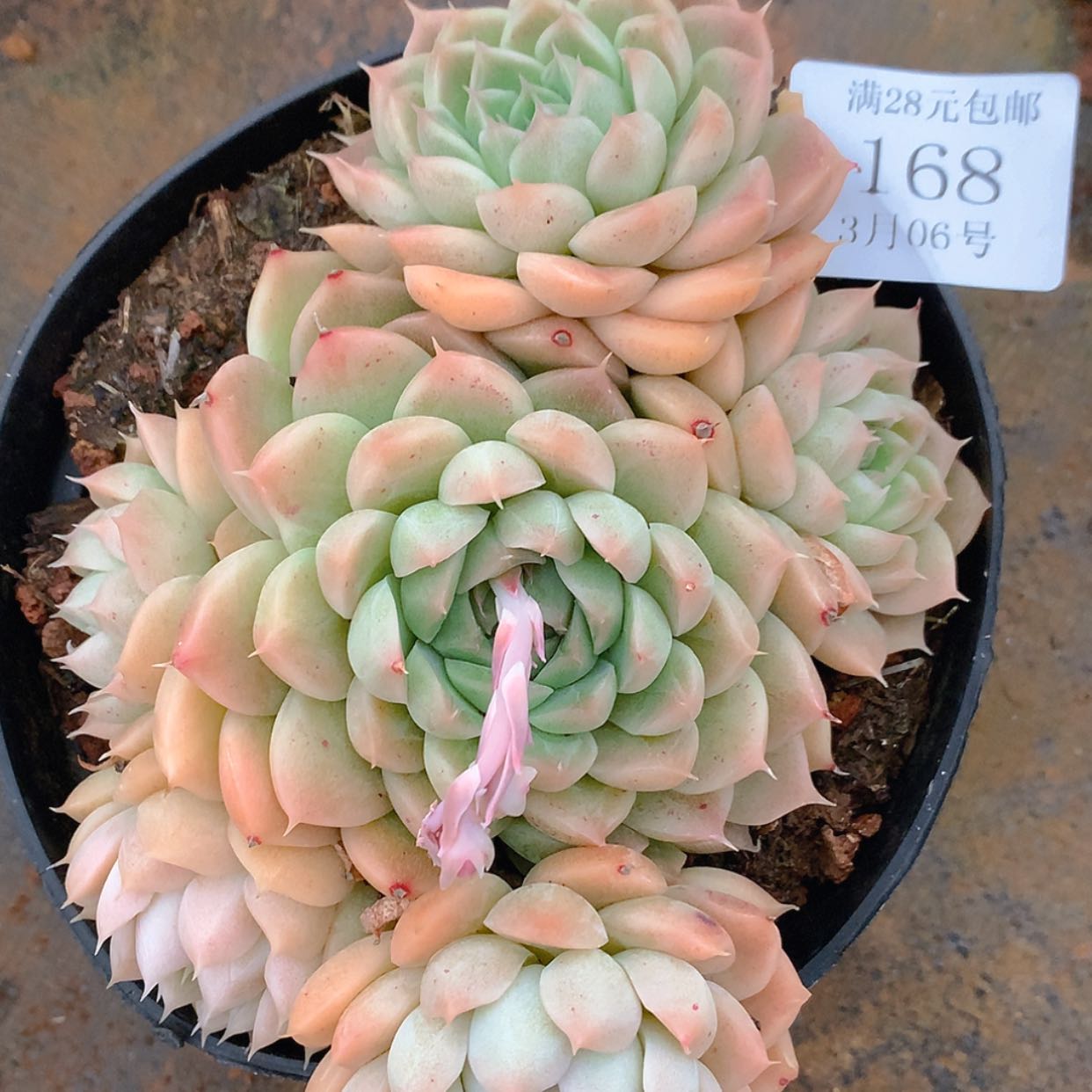 【闪购商品】云168