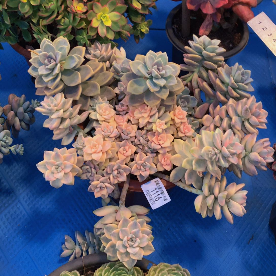 用****71116美杏锦多肉