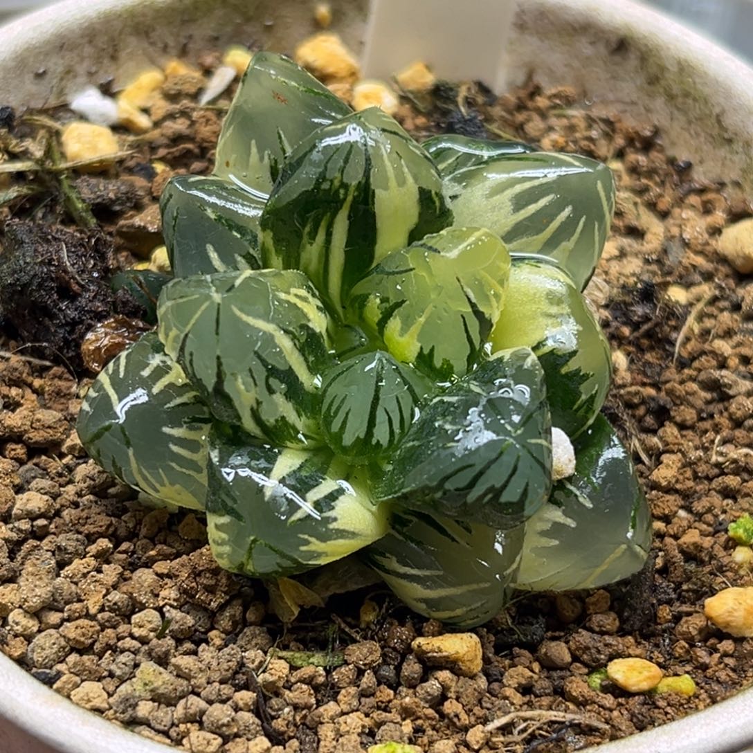 47黑葡萄玉露锦带仔福利专场