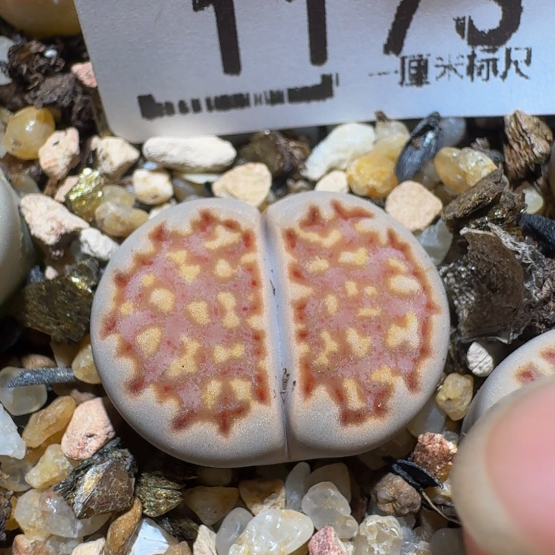 *****Zzzzz生石花肉锥1173