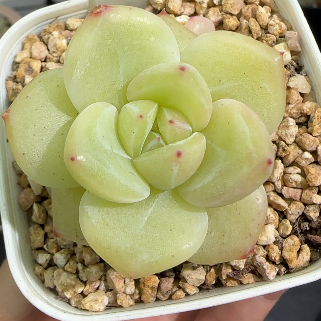 265东篱下多肉植物盆栽