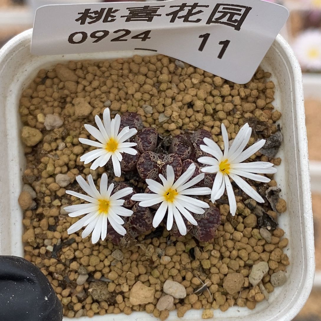 0924-11-超蝶。   