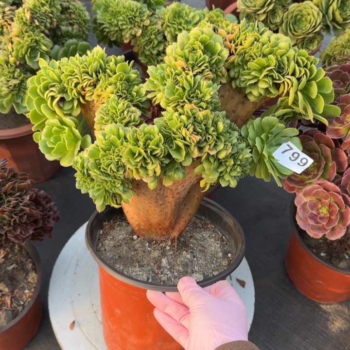 旺***仔多肉植物绿缀化799