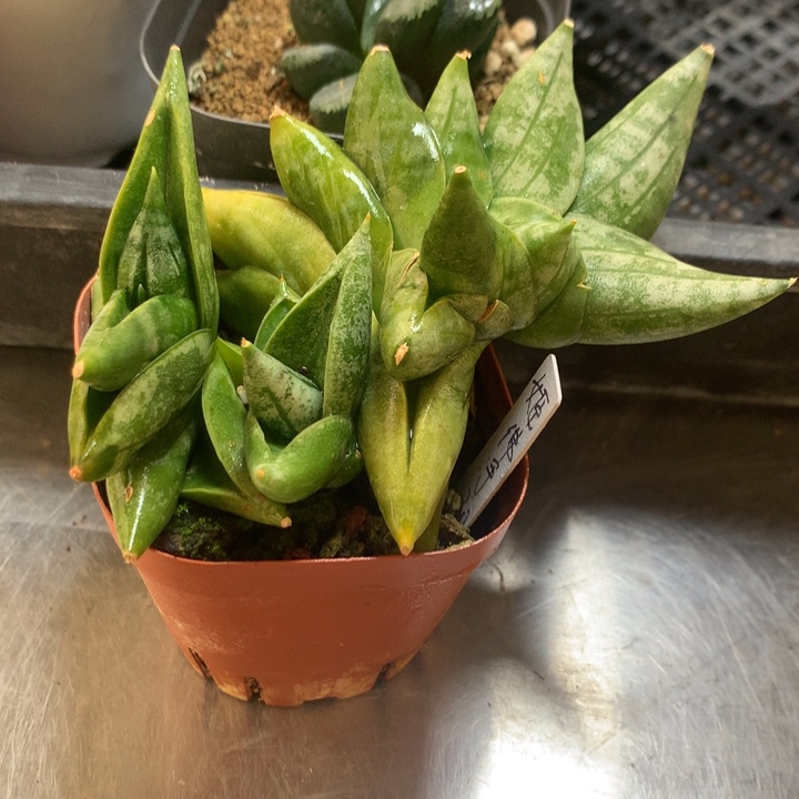 姬佛手一物一拍带盆