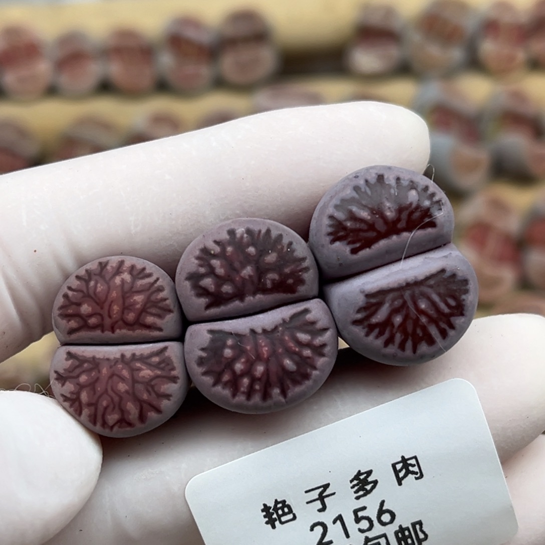 2156号三颗紫菊纹路菊