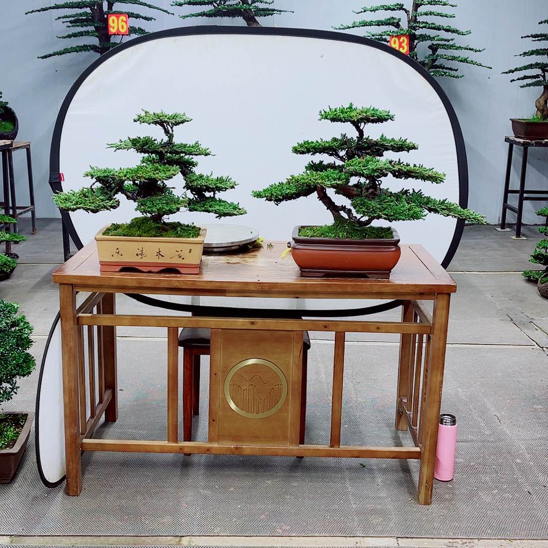 无花朵精品盆景一物一拍