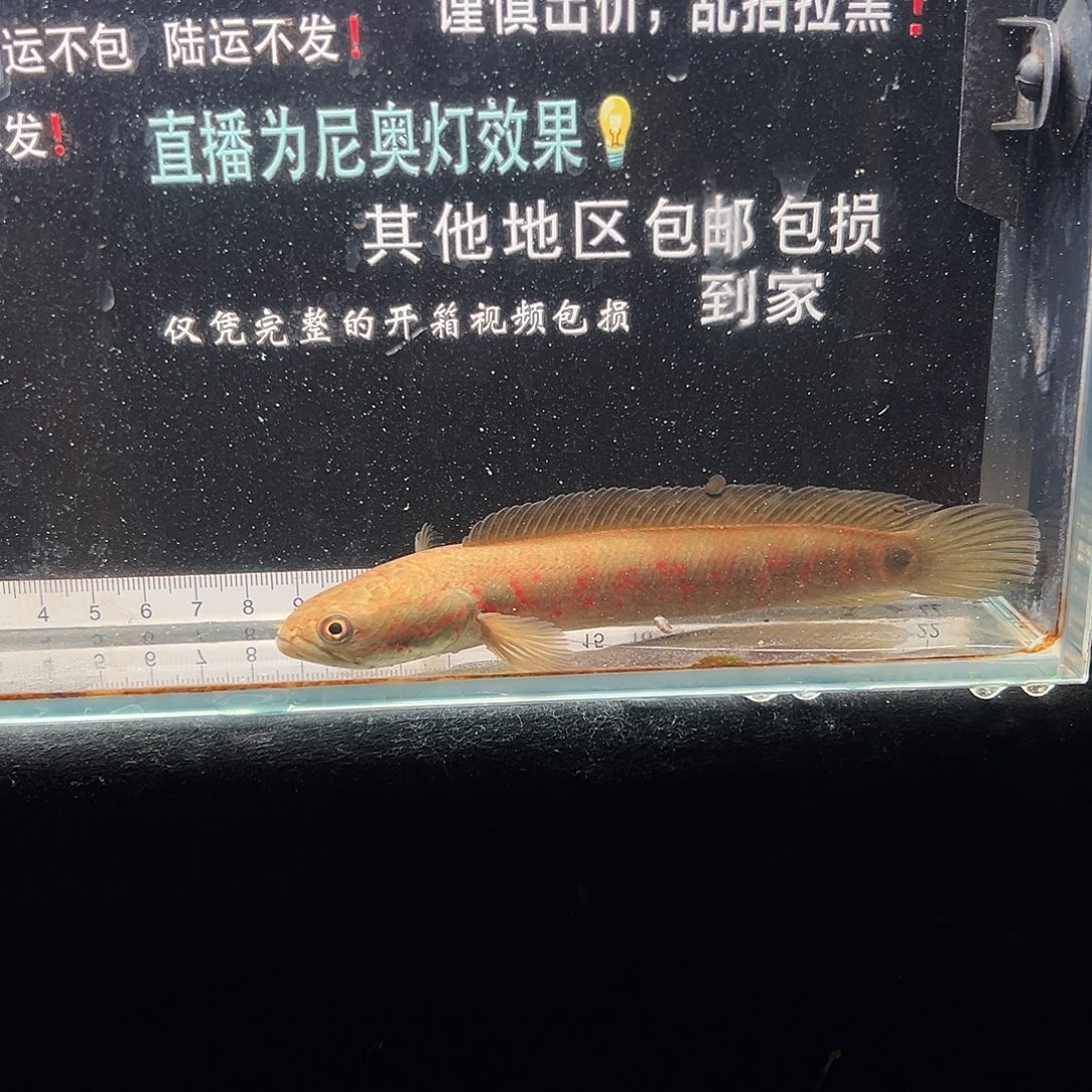 雷龙鱼七星雷龙鱼七星雷龙鱼