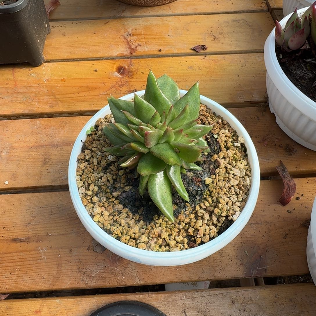 是因为心的善良所以不