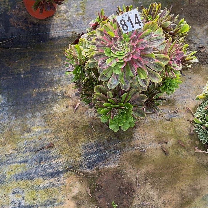 00000000000000000814粉黛