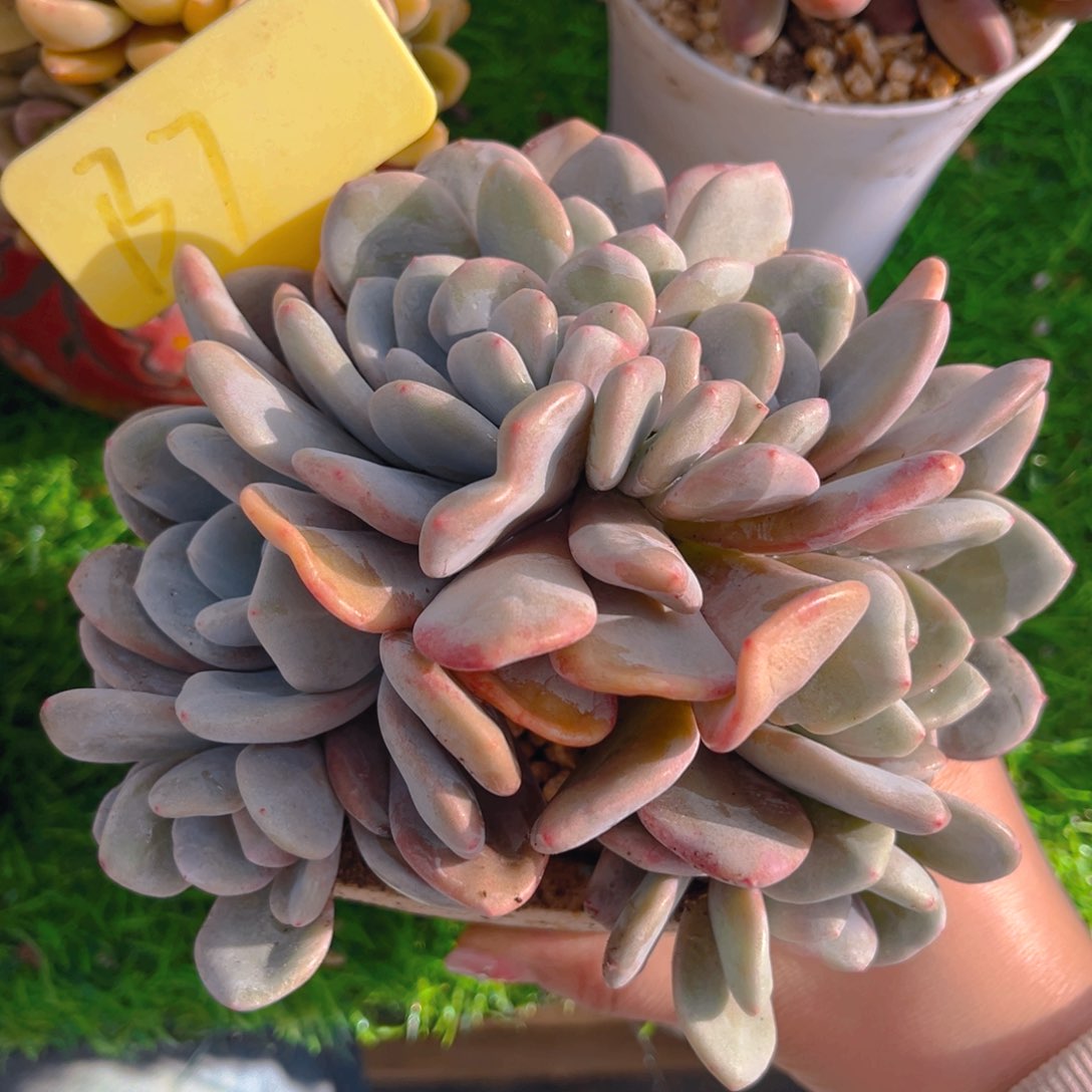 粉兔缀88tu tu tu tu