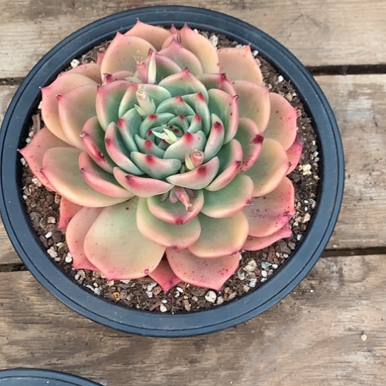 美肉特价活动开始啦