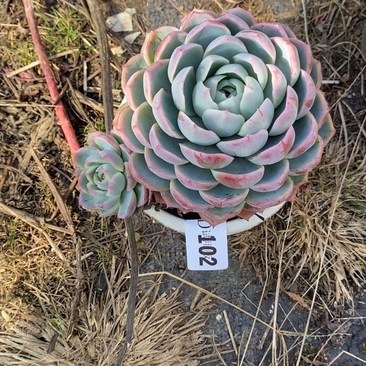 落***秋102孤星多肉植物多肉