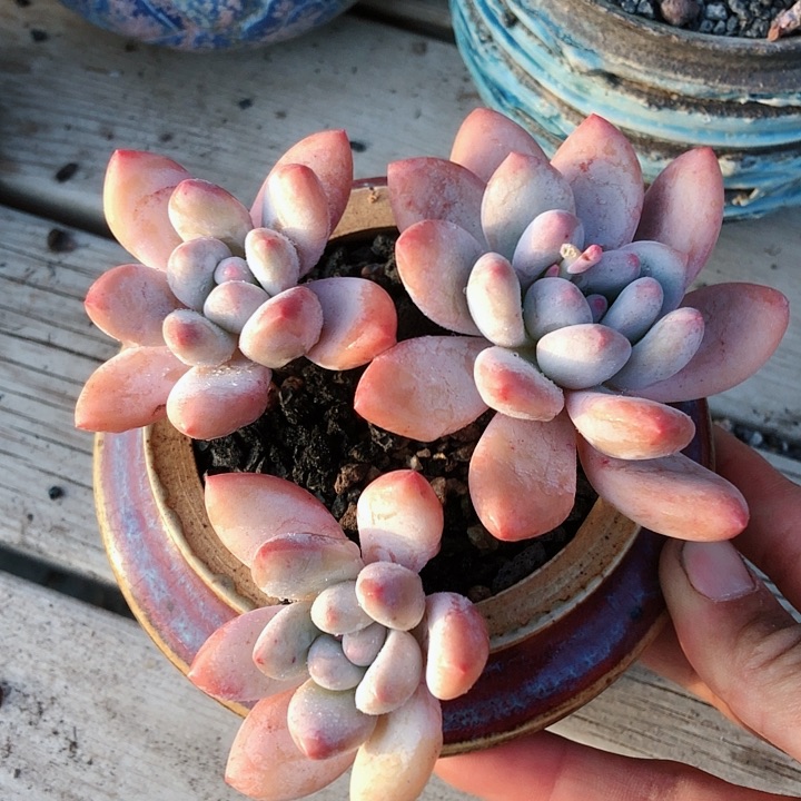 【闪购商品】蒲*英蒲公英香水