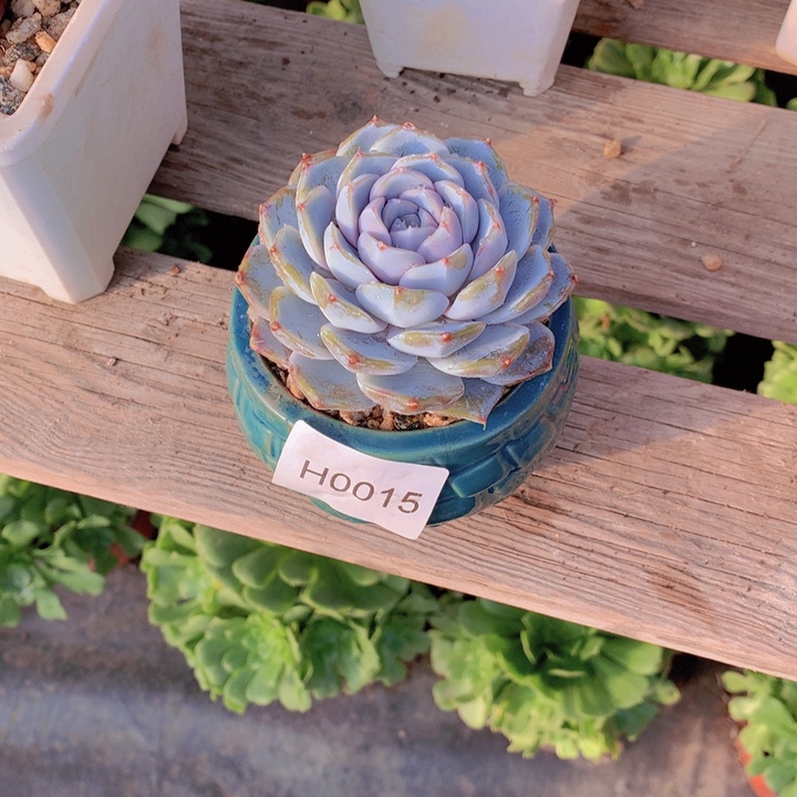 难***字闪购多肉1棵h0015