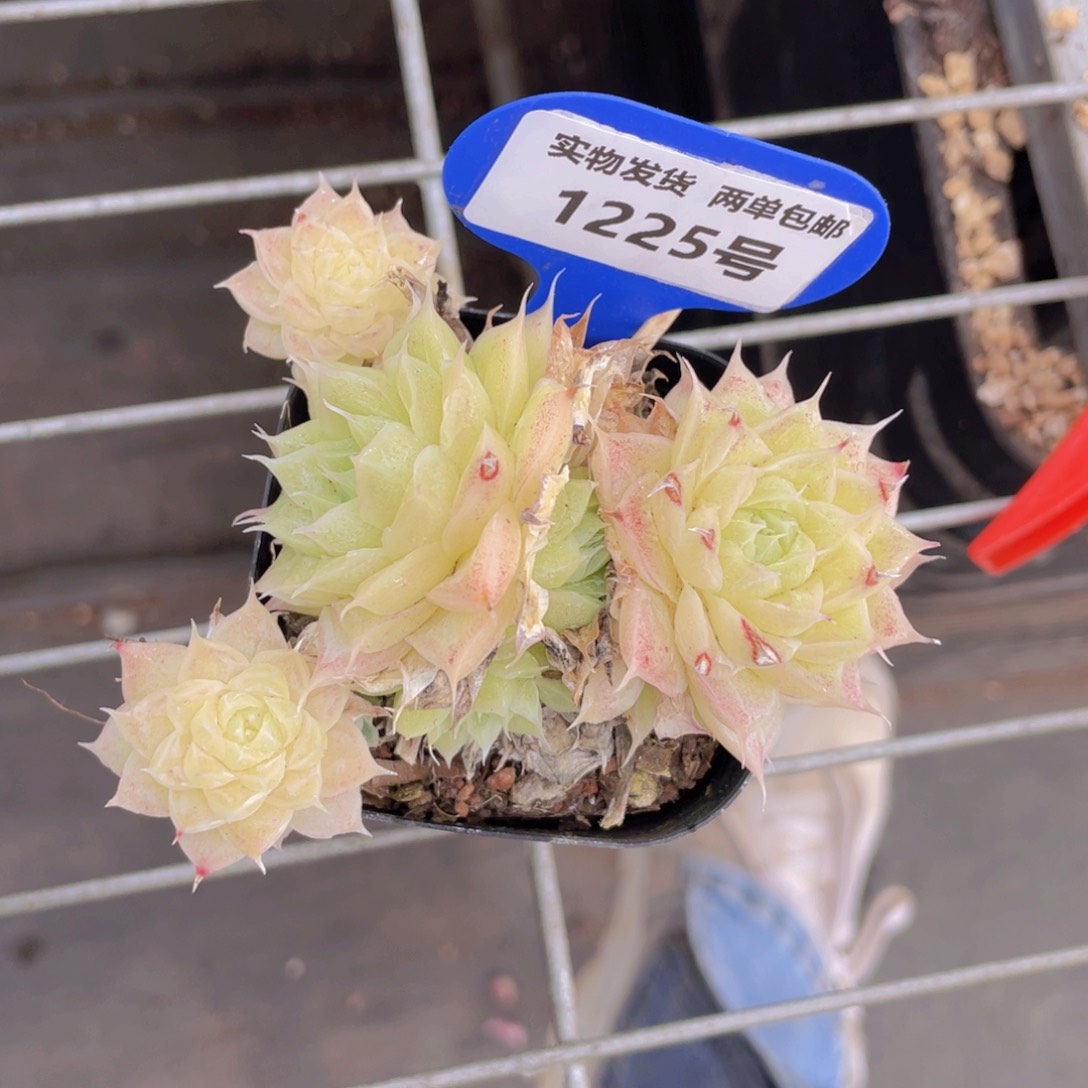 1225号 睫毛麦秆群生一个不包整