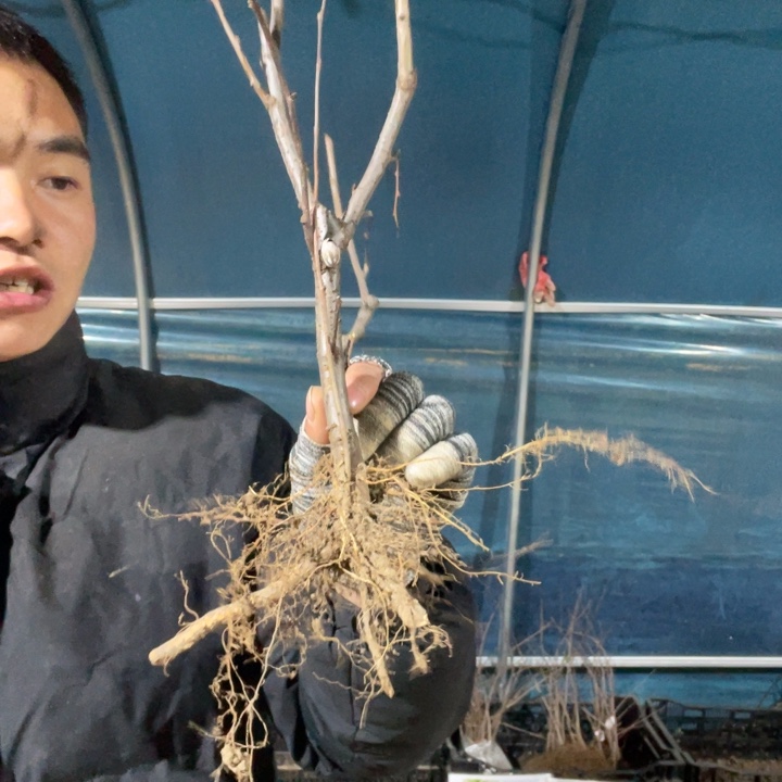 世界一海棠花一颗苗