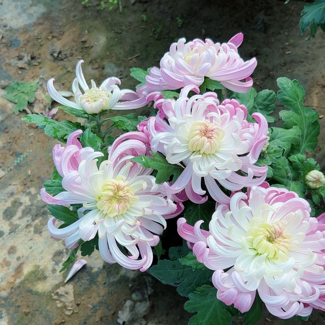 完全开放粉色国华跑偏