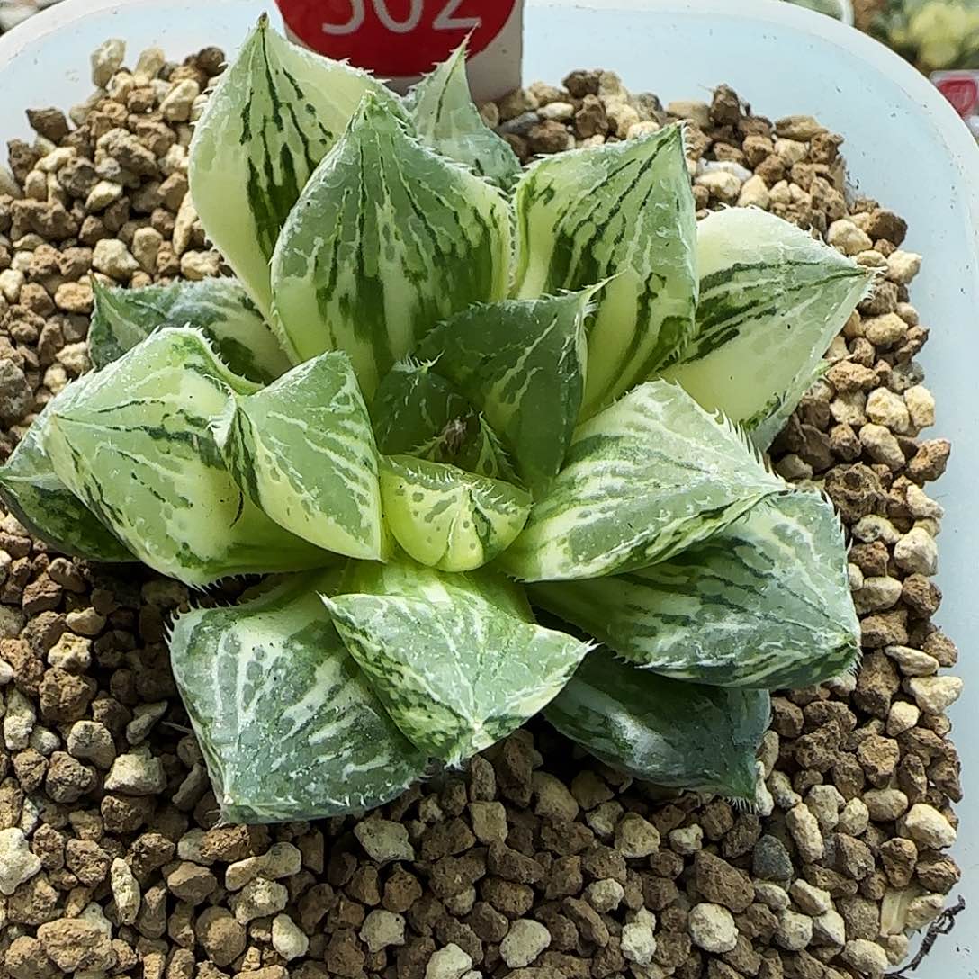 502号宝莲灯5.8左右一物一拍带盆土