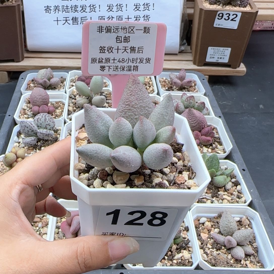 128哈弗微瑕多肉植物