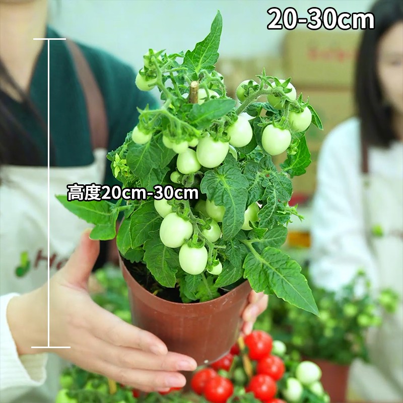 矮生小番茄盆栽带花带果好发货小西红柿水果植物绿植