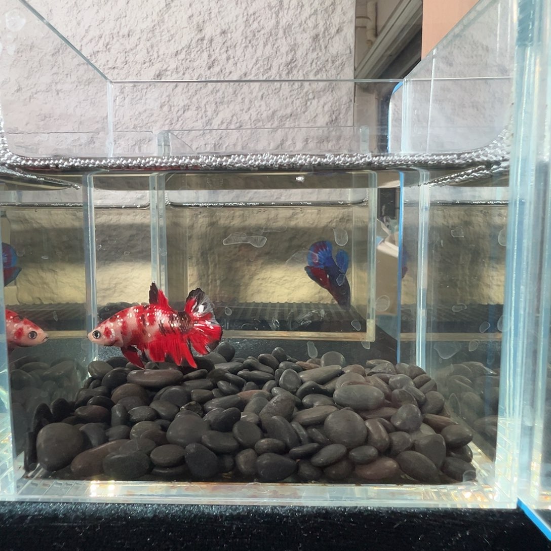 斗鱼阿浩泰斗17日74