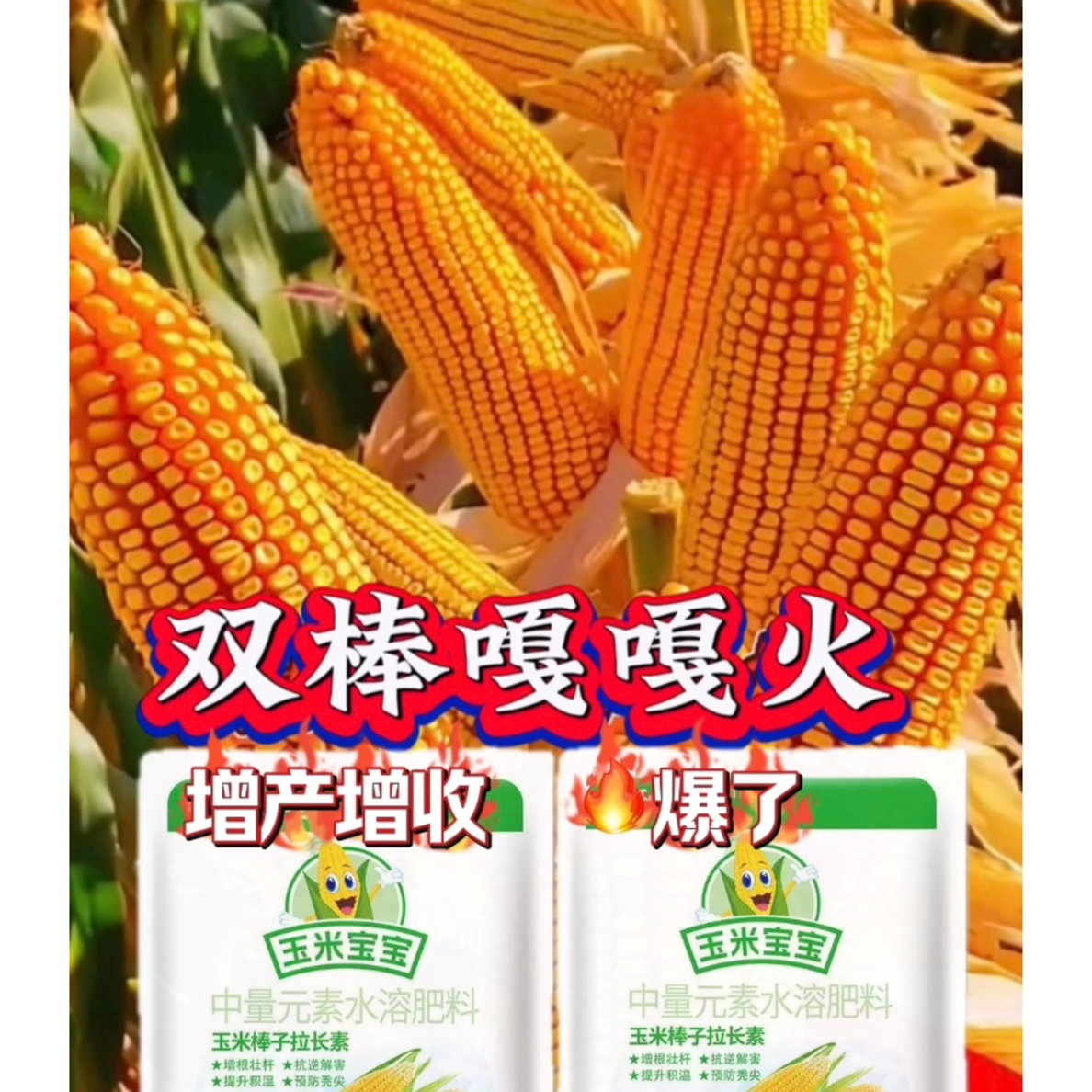泽田玉之冠大棒增产肥