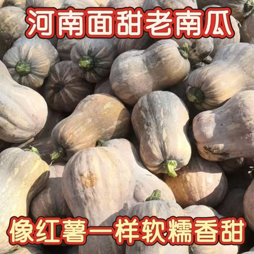 新鲜现摘小金香南瓜软糯香甜适合孕妇宝宝的辅食蔬菜软糯香甜农家