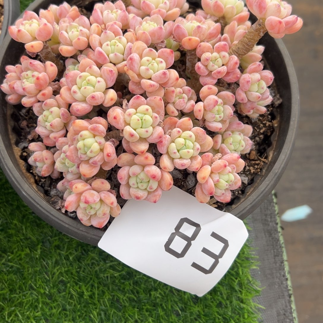 宝***太83、还是好的好吃好吃