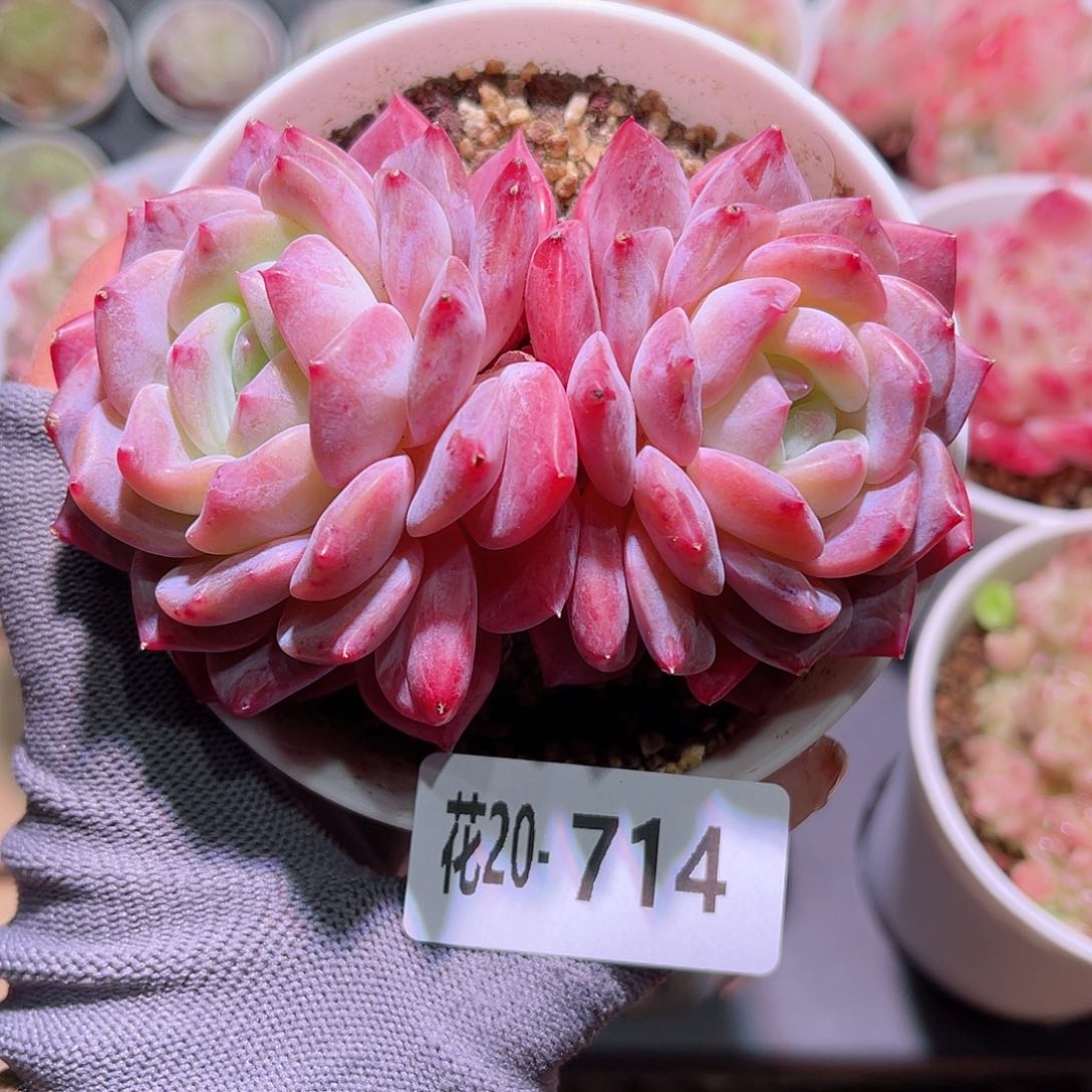 花20-714新品双头