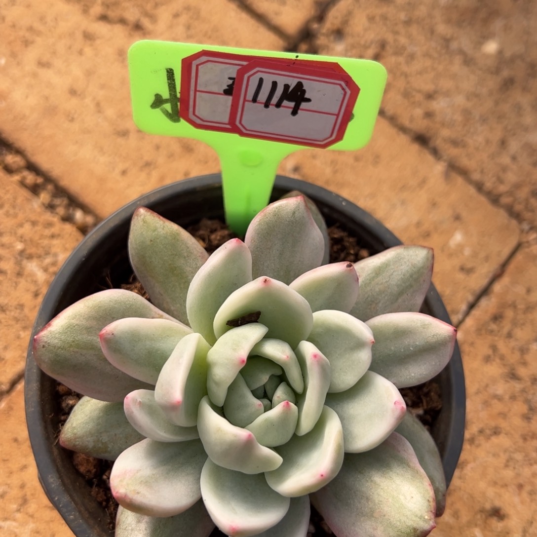 香槟锦1114。           