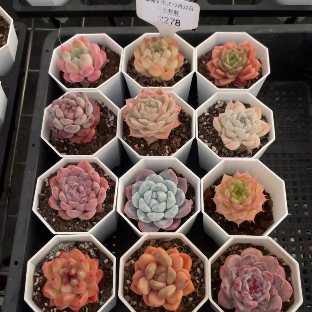 不包整散 盆子不售后2278