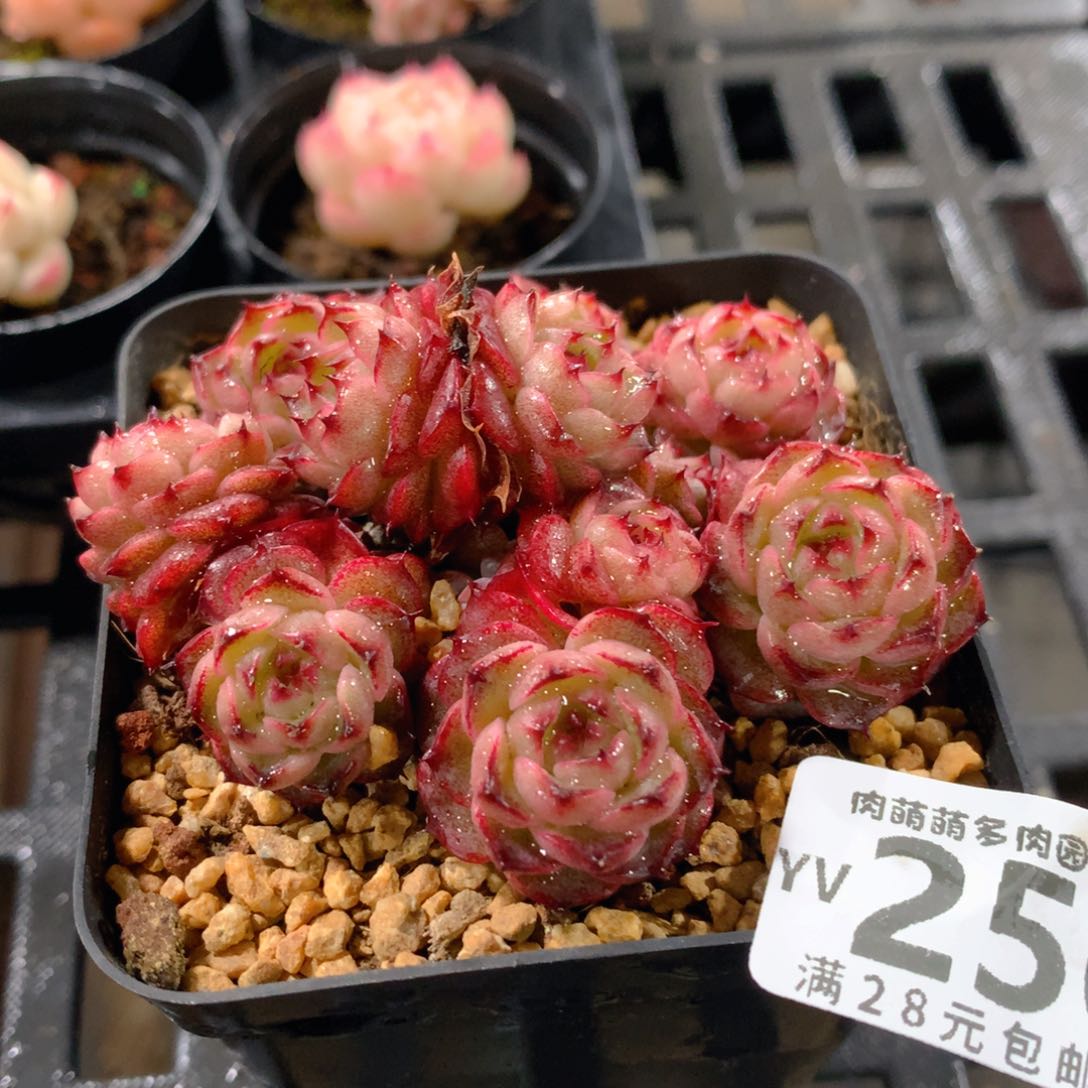 肉萌萌拇指盆精控多肉YV256