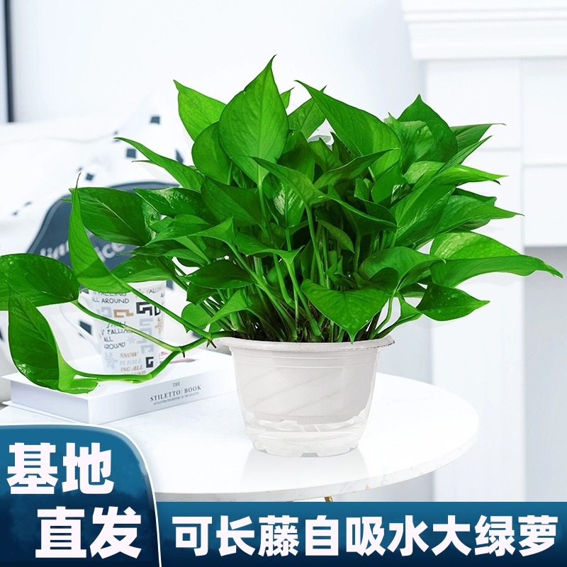 百花馨【旗舰店】绿萝盆栽绿植盆栽室内新房客厅除甲醛水培植物花卉