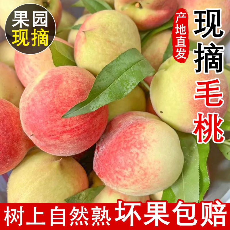 桃子正宗水蜜桃毛桃新鲜应季4.5斤(12粒)孕妇水果现摘甜蜜桃整箱当季新鲜水果桃子辽宁省