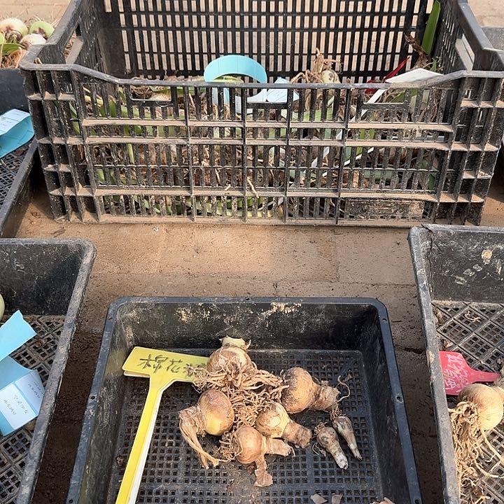 当前无花朵，栽培后可花朵*️****棉花糖