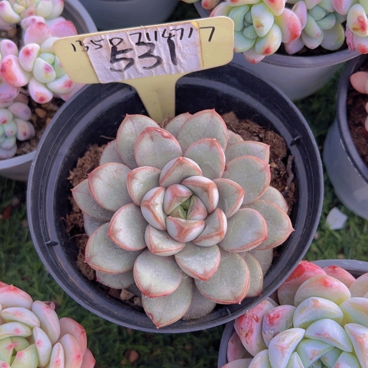 健健康康平平安安